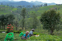 Workers pluck tea leaves a tea estate in Nilgiris district, India, Sept. 25, 2024.
