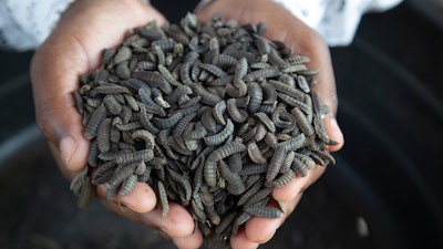 Maggots are held by a worker at a breeding center in Chinhoyi, Zimbabwe, Oct. 19, 2024.