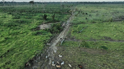 Cattle walk along an illegally deforested area in an extractive reserve near Jaci-Parana, Brazil, July 12, 2023.