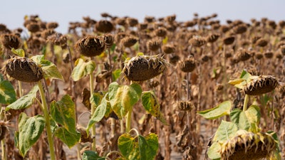Sunflowers appear wilted in a field amid a drought near the town of Becej, Serbia, Sept. 4, 2024.
