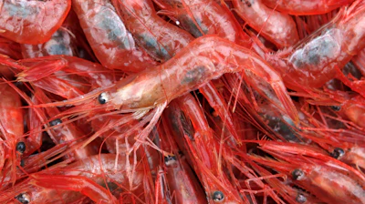 Northern shrimp aboard a trawler in the Gulf of Maine, Jan. 6, 2012.