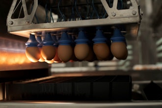 Eggs are transferred to a machine that spots male embryos, Wilton, Iowa, Dec. 10, 2024.
