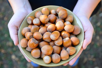 Oregon State University is supporting new growing methods in Oregon, the leading region of hazelnut production in the U.S.