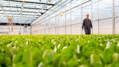 Inside a Local Bounti greenhouse.