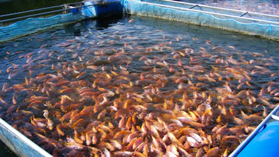 Red Tilapia swimming in a fish farm.