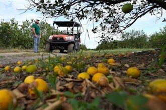 Fifth generation farmer Roy Petteway looks at the damage to his citrus grove from the effects of Hurricane Ian Oct. 12, 2022, Zolfo Springs, Fla.