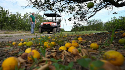 Fifth generation farmer Roy Petteway looks at the damage to his citrus grove from the effects of Hurricane Ian Oct. 12, 2022, Zolfo Springs, Fla.