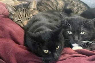 Photo provided by Joseph Journell of San Bernardino, Calif., shows two of his cats, Alexander, background, and Tuxsie, right, who died from bird flu after they drank raw cow's milk. Cleo, center, did not drink the milk and remained healthy.