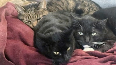 Photo provided by Joseph Journell of San Bernardino, Calif., shows two of his cats, Alexander, background, and Tuxsie, right, who died from bird flu after they drank raw cow's milk. Cleo, center, did not drink the milk and remained healthy.