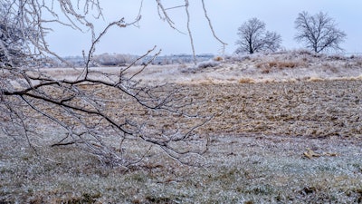 Ice accumulates on trees, grass and corn stalks in North Liberty, Iowa, Dec. 14, 2024.