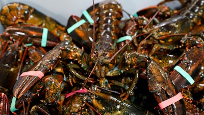 Lobsters sit in a crate at a shipping facility, Nov. 18, 2020, Arundel, Maine.