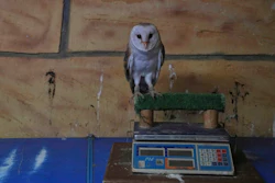 A barn owl rests on an electric scale at the Attica Zoological Park near Athens, Jan. 21, 2025.