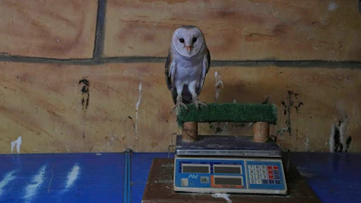 A barn owl rests on an electric scale at the Attica Zoological Park near Athens, Jan. 21, 2025.