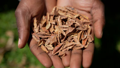 A lab technician holds indigenous seeds at the Genetic Resources Research Institute seed bank in Kiambu, Kenya, Nov. 14, 2024.