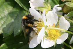 Bumblebee on strawberry blossoms.