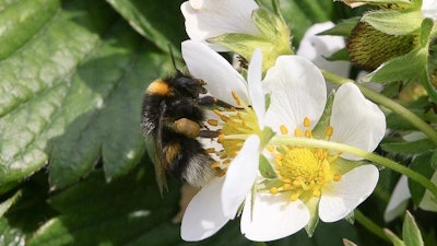 Bumblebee on strawberry blossoms.