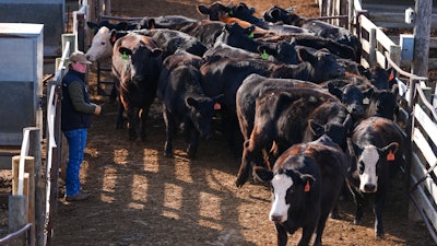Cord Coffey, of Cogar, Okla., guides cattle toward a holding pen at the Oklahoma National Stockyards, Oklahoma City, Jan. 14, 2025.