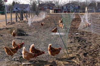 Red Star hens, a hybrid breed that lays large brown eggs, walk around outside their coop at Historic Wagner Farm, Glenview, Ill., Feb. 7, 2025.