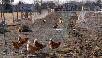Red Star hens, a hybrid breed that lays large brown eggs, walk around outside their coop at Historic Wagner Farm, Glenview, Ill., Feb. 7, 2025.