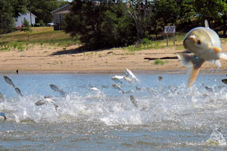 Asian carp, jolted by an electric current from a research boat, jump from the Illinois River near Havana, Ill.