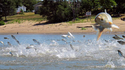 Asian carp, jolted by an electric current from a research boat, jump from the Illinois River near Havana, Ill.