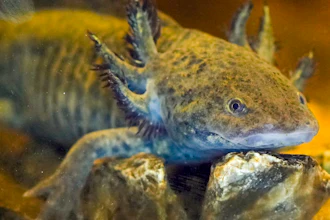 An axolotl swims in an aquarium at a museum in Xochimilco Ecological Park in Mexico City, Feb. 11, 2025.