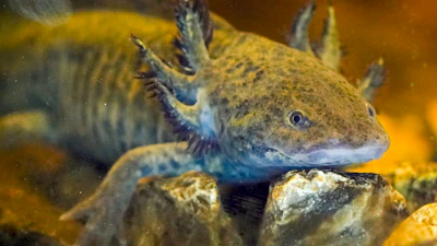 An axolotl swims in an aquarium at a museum in Xochimilco Ecological Park in Mexico City, Feb. 11, 2025.