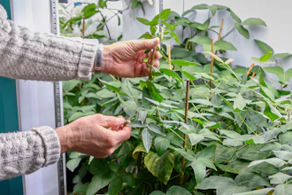 Dr. Brian Diers works with soybean plants at the Soybean Innovation Lab, Thursday, Feb. 13, 2025, in Champaign, Ill.