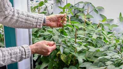 Dr. Brian Diers works with soybean plants at the Soybean Innovation Lab, Thursday, Feb. 13, 2025, in Champaign, Ill.