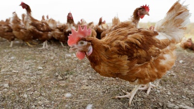 Chickens walk in a fenced pasture at an organic farm in Iowa, Oct. 21, 2015.