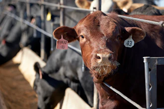 Cattle eat at a feedlot in Columbus, Neb., June 10, 2020.