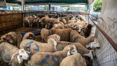 Sheep in a market on the outskirts of Rabat, Morocco, July 30, 2020.