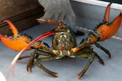 A lobster rears its claws after being caught off Spruce Head, Maine, Aug. 31, 2021.