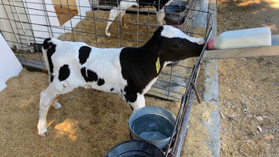 Holstein calf feeds from a bottle of colostrum milk at the UC Davis dairy barn.