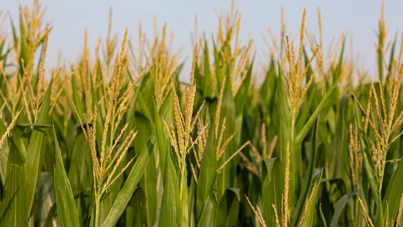 Spring Chain Pull U.S. Farmers Expected to Increase Corn Acreage as Prices Remain ...