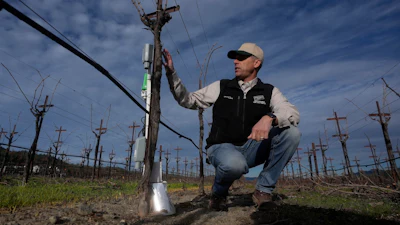 Tyler Klick, partner and viticulturist at Redwood Empire Vineyard Management, in a Chardonnay vineyard in Geyserville, Calif., Jan. 24, 2025.
