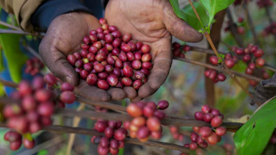 Excelsa coffee cherries are harvested at a farm near Nzara, South Sudan, Feb. 14, 2025.