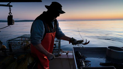 Max Oliver moves a lobster to the banding table aboard his boat while fishing off Spruce Head, Maine, Aug. 31, 2021.