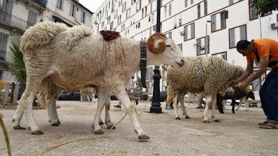 Sheep for sale in a northern district of Algiers, June 8, 2024.