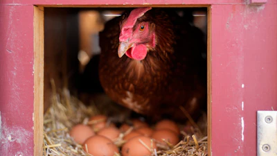 A Red Star hen at Historic Wagner Farm, Glenview, Ill., Feb. 7, 2025.