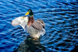 A mallard in the Capitol Reflecting Pool, Washington, Nov. 17, 2023.