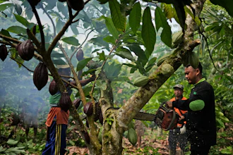 A farmer uses a chainsaw to trim a cocoa tree at a plantation in Tanjung Rejo, Lampung province, Indonesia, Feb. 18, 2025.