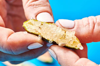 This photo shows a finger lime being squeezed to release the juice pearls in New York, Nov. 15, 2021.