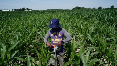 Jude Addo-Chidie, a Ph.D. student in agronomy at Purdue University, places a probe in soil as he takes samples from a corn field, July 12, 2023, at the Southeast-Purdue Agricultural Center in Butlerville, Ind.