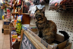 Zorro sits under a display of herbs and peppers at Zaragoza Mexican Deli & Grocery, New York, March 13, 2025.