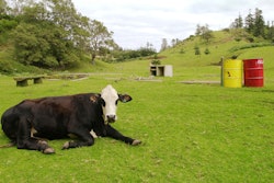 A cow rests near a park bench and trash bins on August 12, 2002 on Australia's remote Norfolk Island.
