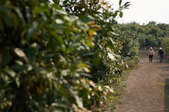 Workers walk through an avocado farm in San Miguel Duenas, Guatemala, April 23, 2025.