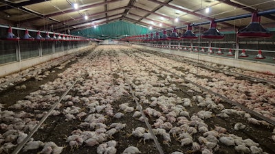 Undated photo provided by South Africa's National Council of Societies for the Prevention of Cruelty to Animals (NSPCA) shows dead chickens at a poultry farming site in Delmas, South Africa.