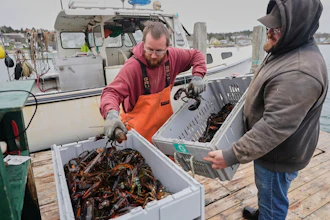 Commercial dealers weigh creates of lobsters on a dock in Stonington, Maine, on Friday, May 2, 2025.