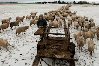 Farmer Ross Turner feeds his sheep hay in his snow covered paddocks on the outskirts of Christchurch, New Zealand, July 12, 2017.